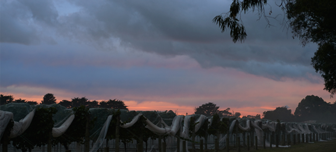 Sunset at Port Phillip Estate